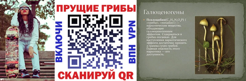Псилоцибиновые грибы Psilocybe  omg   Поворино 